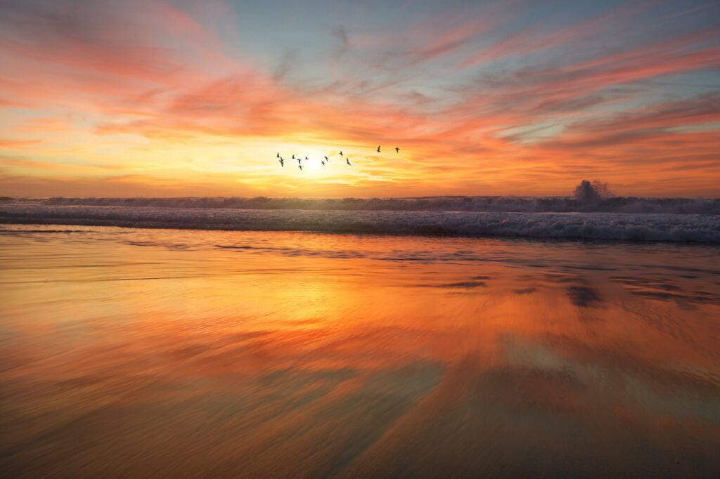 Small flock of birds fly through a golden sunset reflected on ocean below.