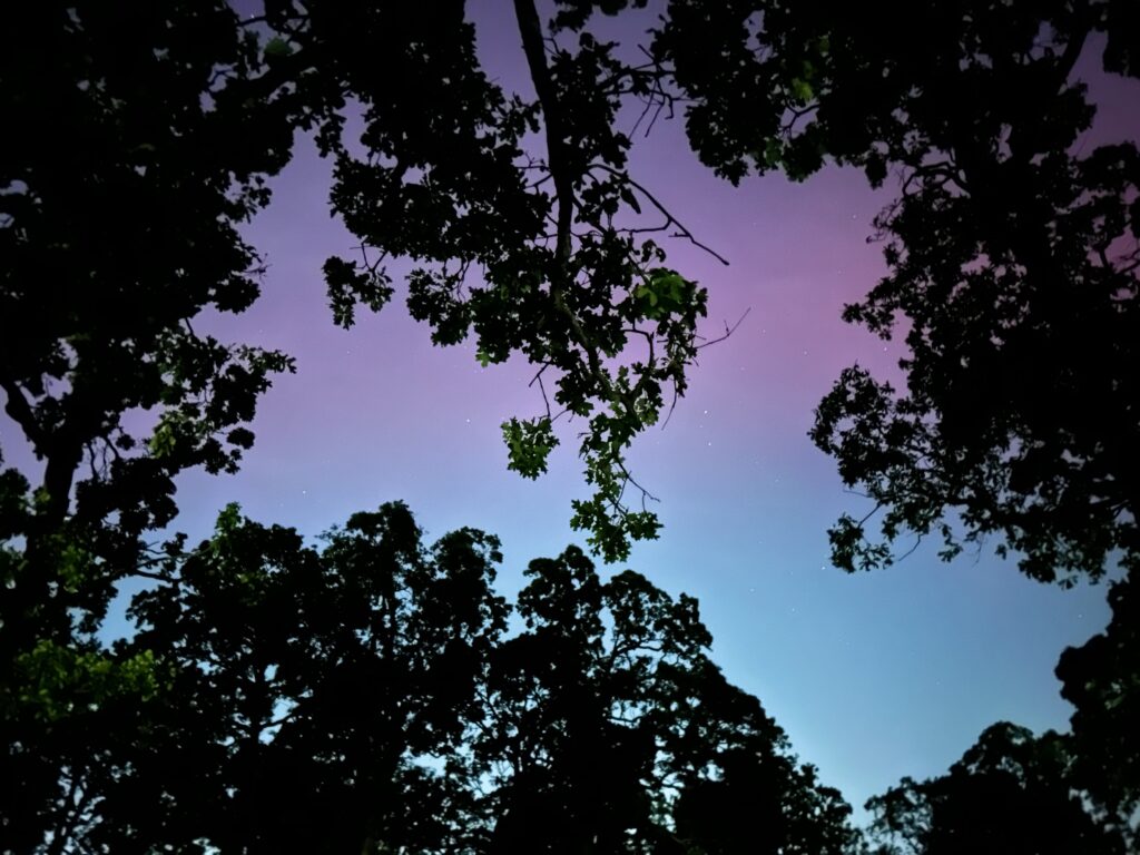 Looking up into tree canopy long exposure shows pink and purple sky above