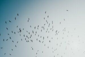 Flock of birds in a blue sky