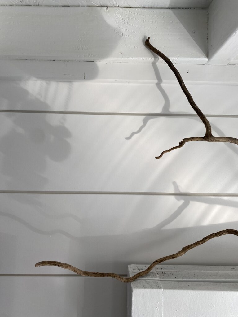 Windy stick casts shadows on white studio wall