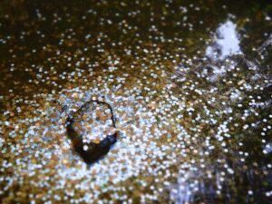 Coins at the bottom of a fountain