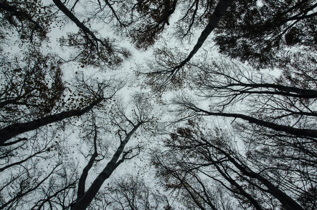 Photograph looking up into tall trees