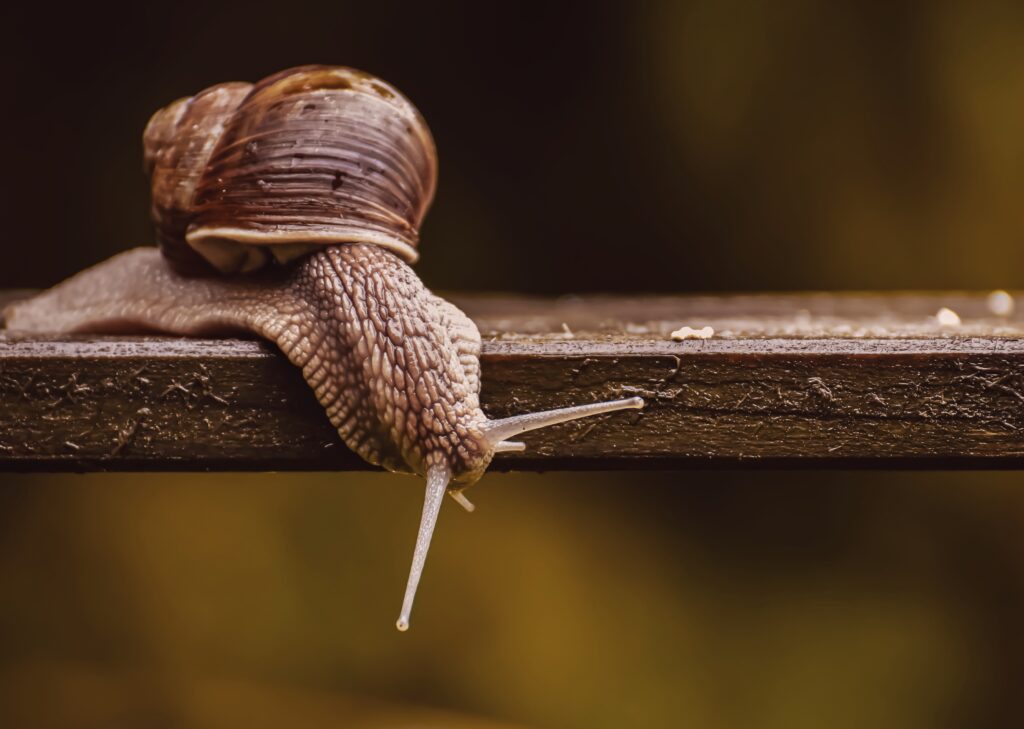 Snail crawling across branch