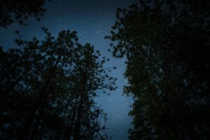Looking up at a starry sky through evergreen trees