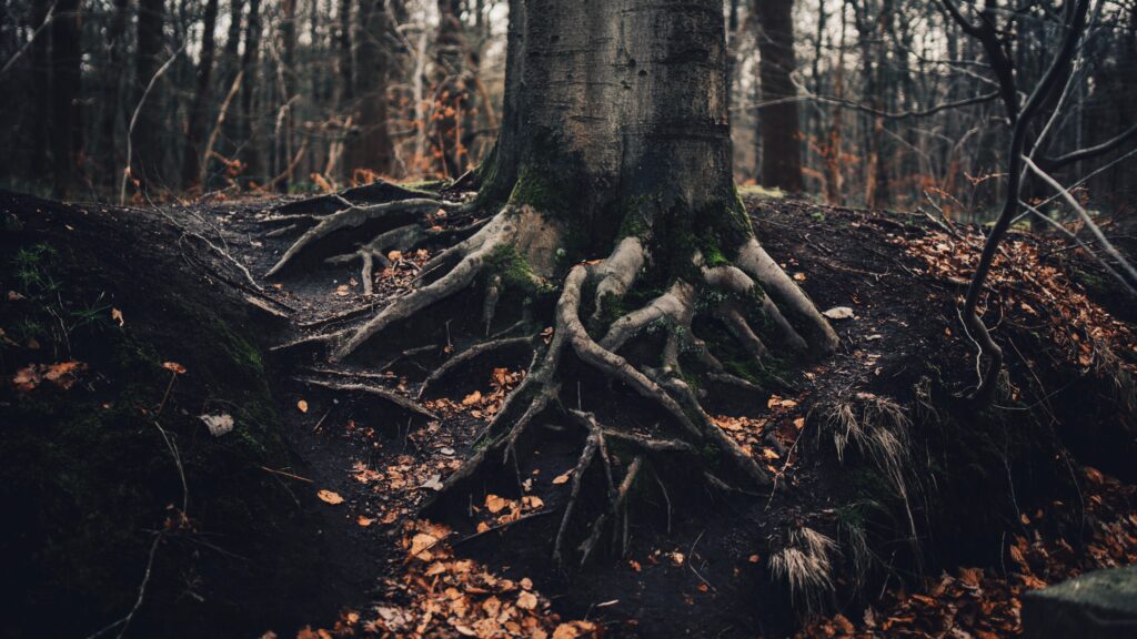 Root of a large tree in the forest