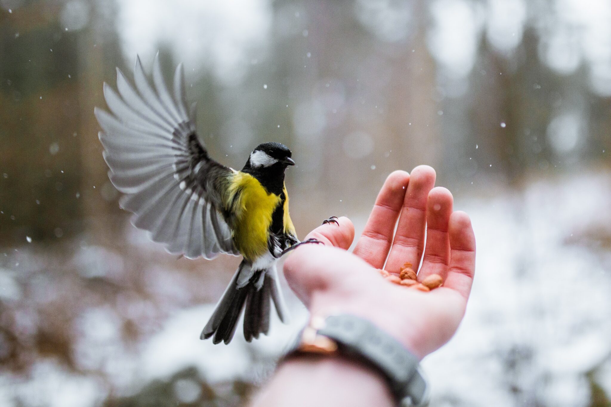 A bird landing on a hand in a wintery forest