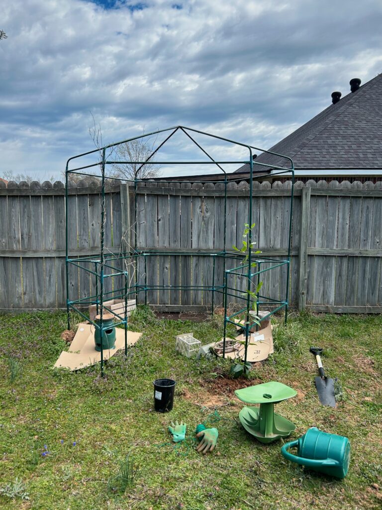 Green pipes in the shape of a gazebo with one clematis growing up the side. You can also see my green gardening stool, gloves, watering can, metal shovel, and an empty plant pot. 