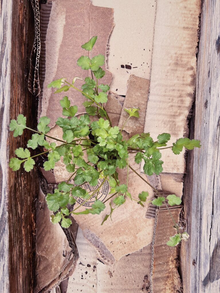 Cilantro growing in a small wooden garden bed surrounded by cardboard.