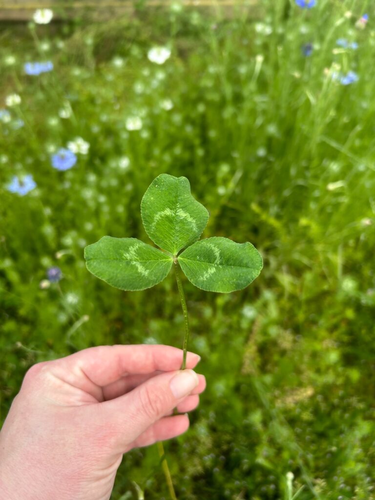 Holding a large clover leaf with wildflowers blurred in the background