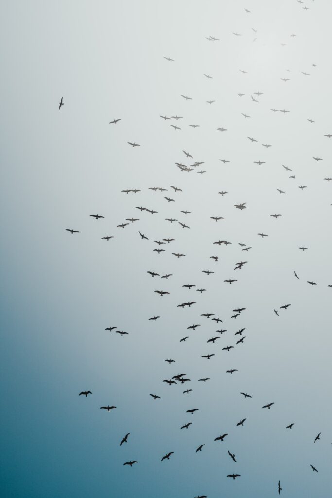 Birds flying across a pale blue sky