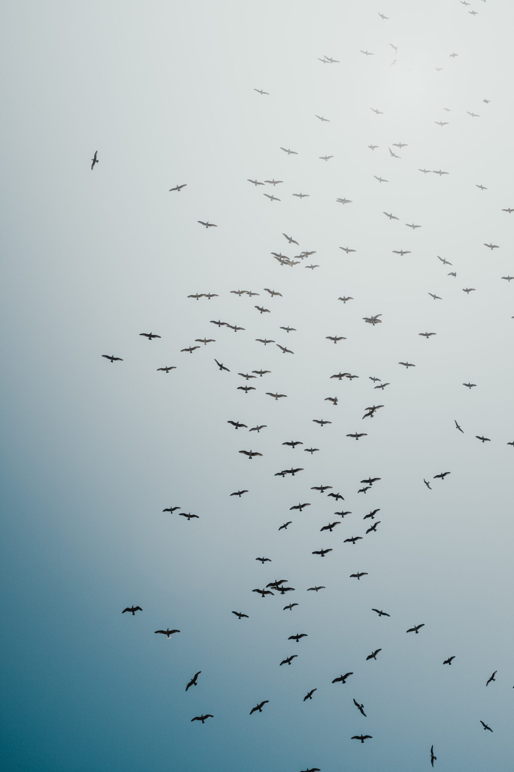 Birds flying across a pale blue sky