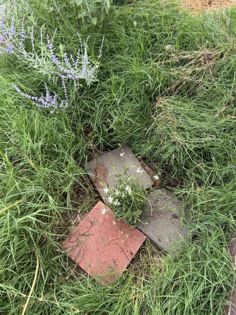 Grass overrunning a garden bed. A small white flowering gaura is surrounded by 3 square paving stones.