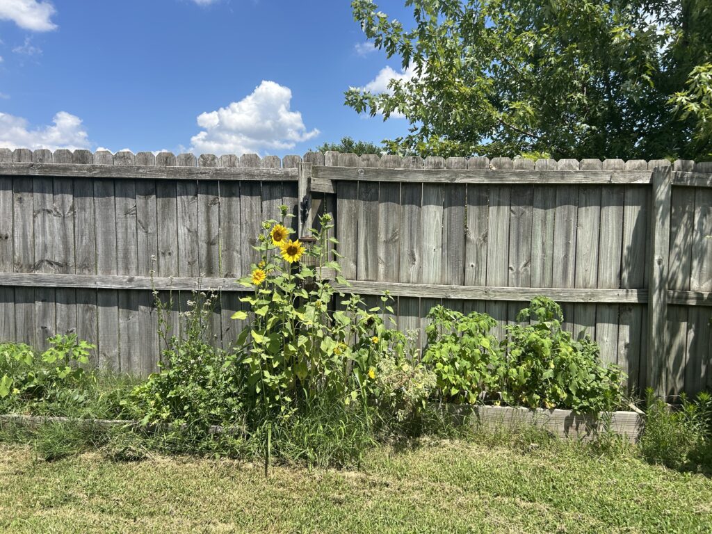 The self seeded sunflowers between overgrown garden beds.