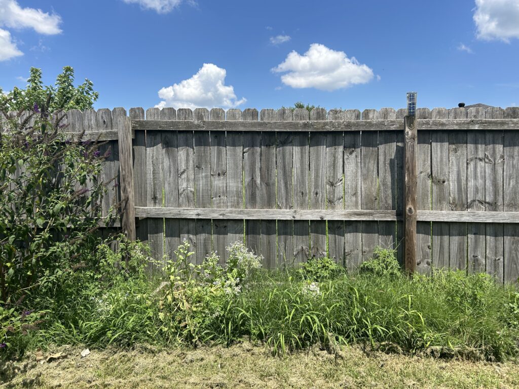 Garden bed along fence completely overrun with grass. A tall butterfly bush towers to the left.