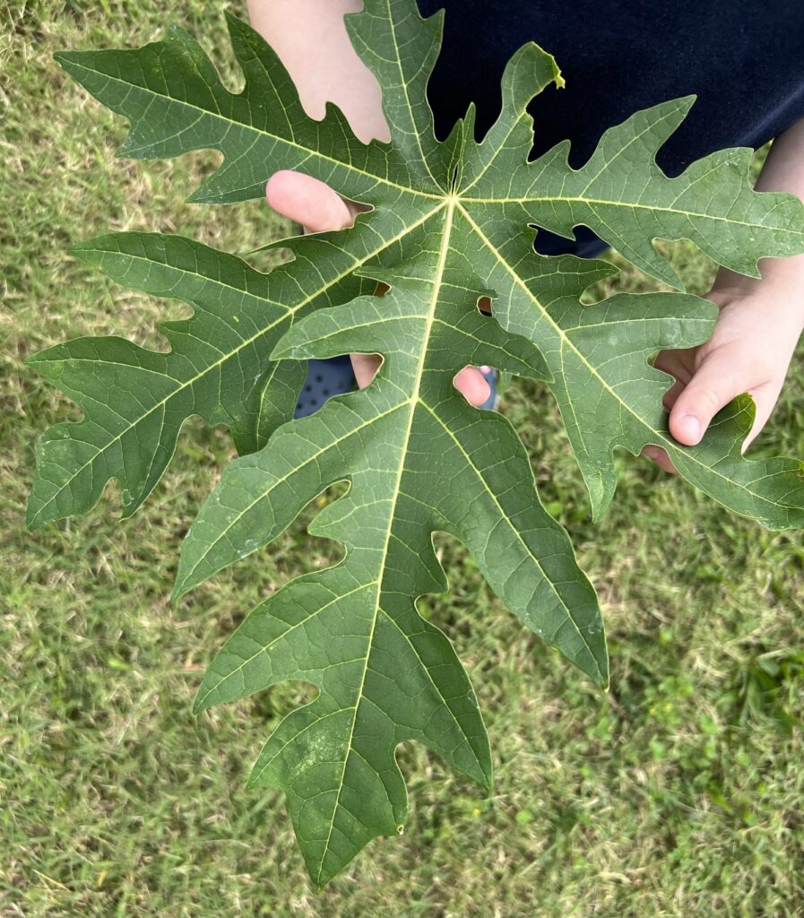 A child's hands hold a giant papaya leaf the size of a dinner plate