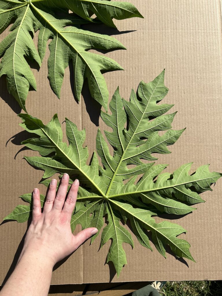 Giant papaya leaf with my hand for scale. It is the size of the back of a jacket.