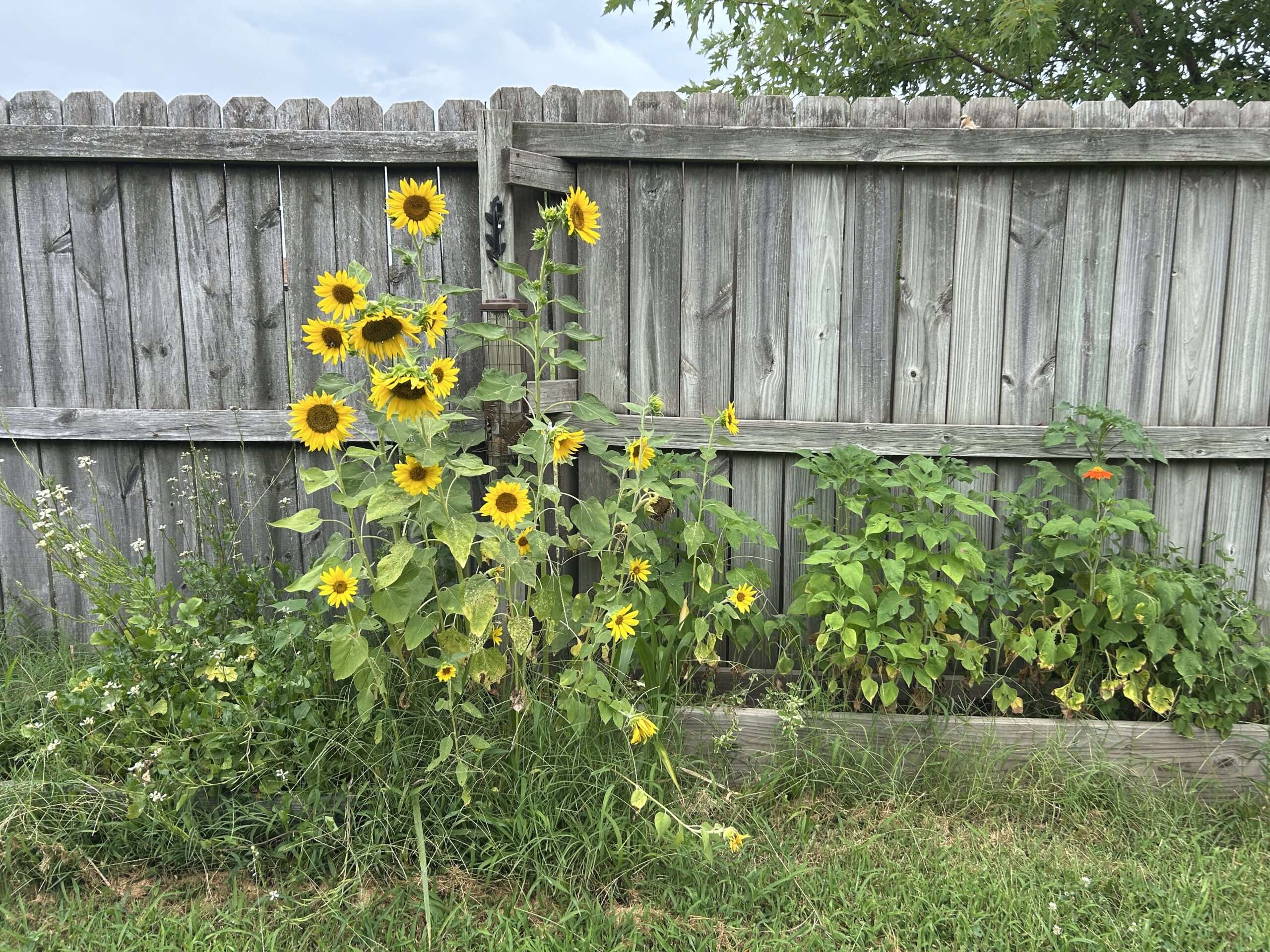 The self seeded sunflowers between overgrown garden beds are thriving. Grass overgrows the beds.