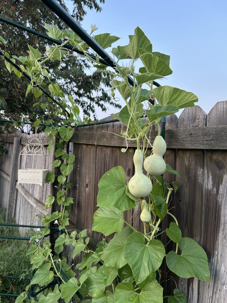 Birdhouse gourds growing up gazebo of green pipes (a greenhouse without the plastic cover added) and a white metal house planter I thrifted beyond with morning glory leaves twining through