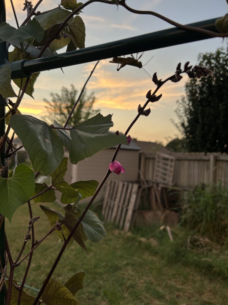 Dusky photo of a purple hyacinth bean vine flowering with the compost heap in the background