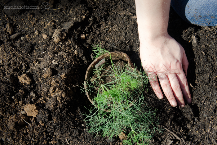 Overhead photograph of planting a dill into a garden bed
