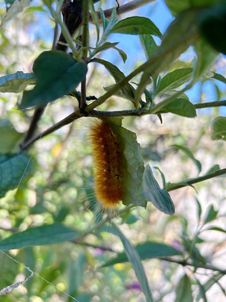 Fuzzy yellowish caterpillar on a leaf