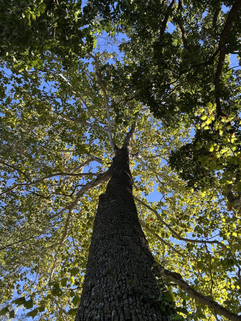 Looking up at tall trees with green yellow leaves and a blue sky