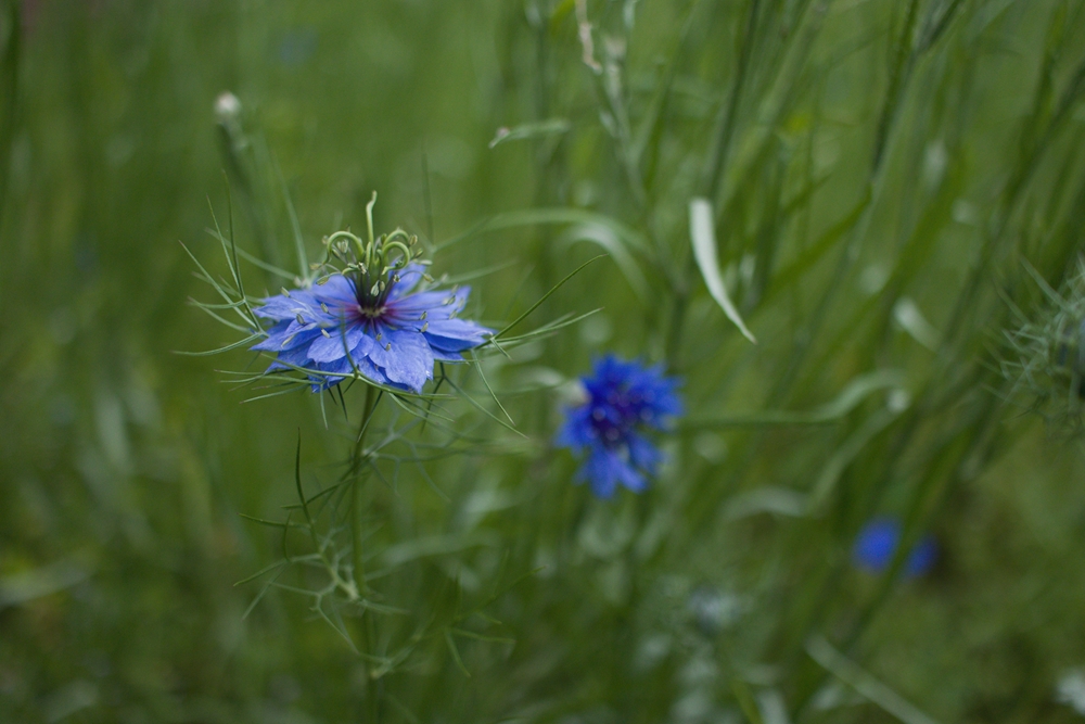 Blue Nigella or Love in a Mist flower with lacy petails, curling seed pod and feathery leaves