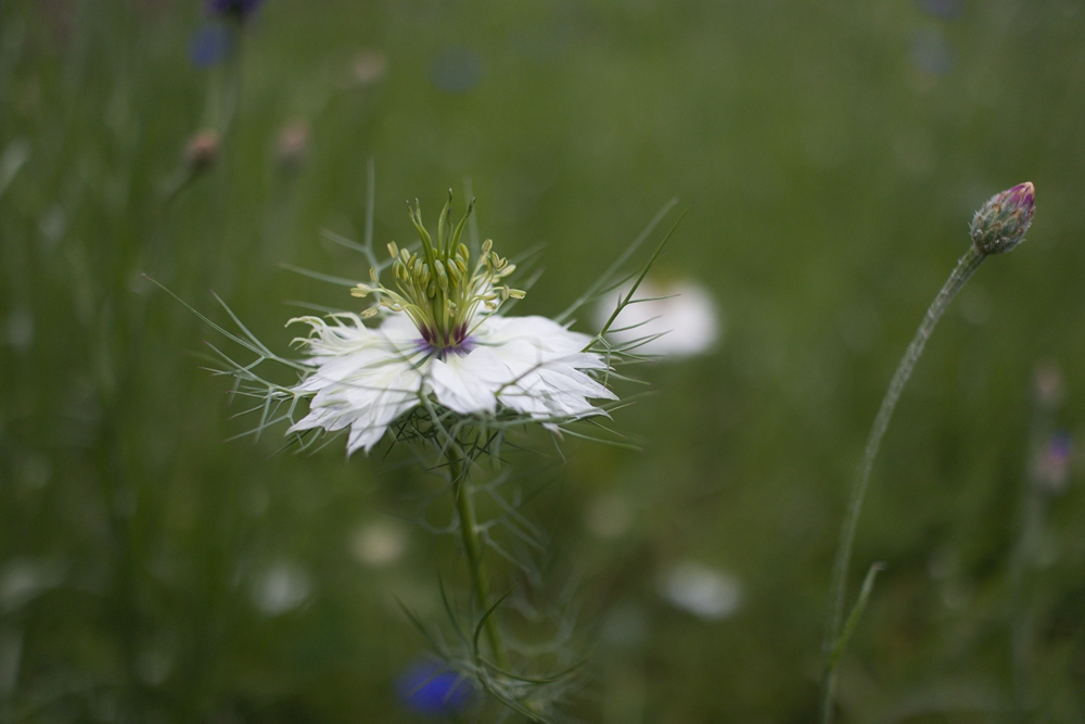 White Nigella or Love in a Mist flower with lacy petails, curling seed pod and feathery leaves