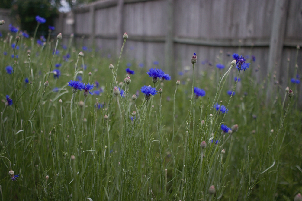 Blue bachelor buttons growing in a large patch beside a wooden fence