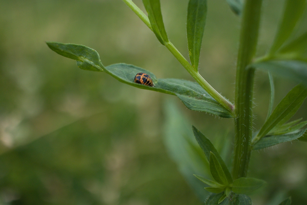 Ladybug pupa on a green leaf